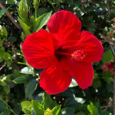 Red Hibiscus Stegna
