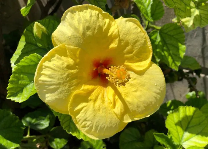 Red Hibiscus Stegna Landhuis *