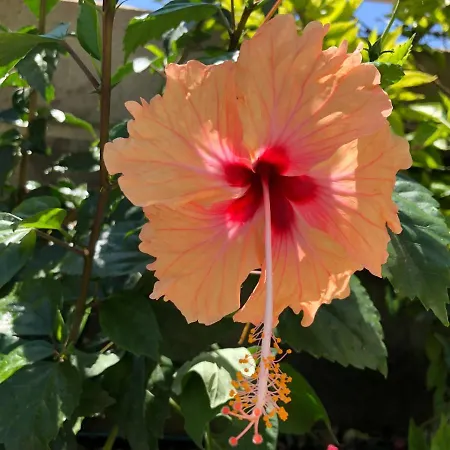 Red Hibiscus Stegna Country house