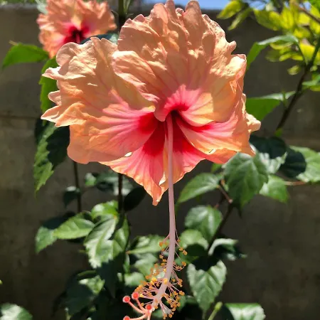 Red Hibiscus Stegna Country house *