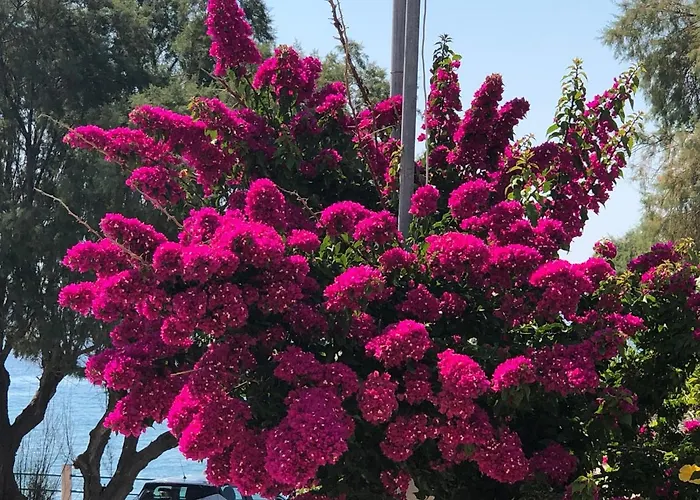 منزل ريفي Red Hibiscus Stegna