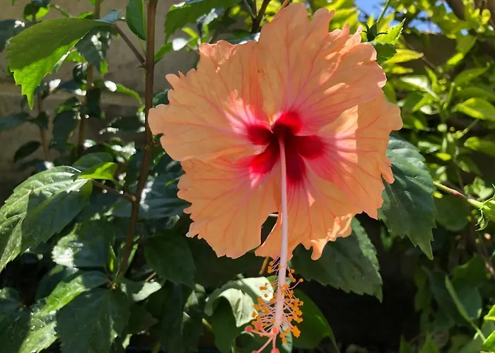 Red Hibiscus Stegna カントリーハウス