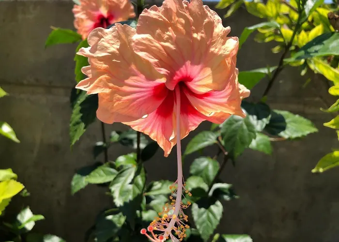 Red Hibiscus Stegna منزل ريفي *