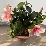 Red Hibiscus Stegna