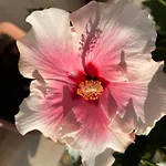 Red Hibiscus Stegna * 아크앤젤로스