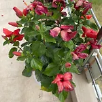 Red Hibiscus Stegna