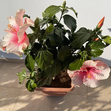 Red Hibiscus Stegna