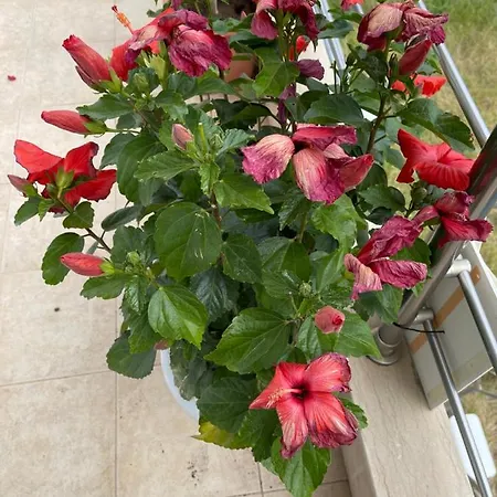 Red Hibiscus Stegna
