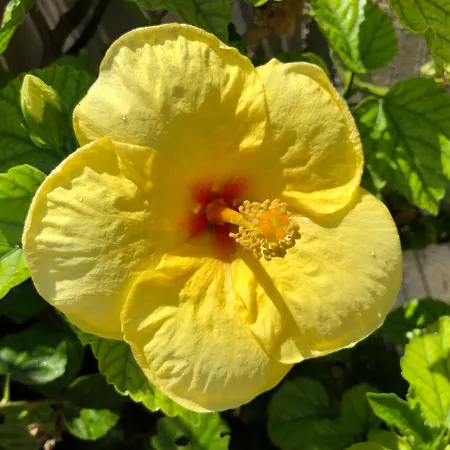 Red Hibiscus Stegna Εξοχικό σπίτι *