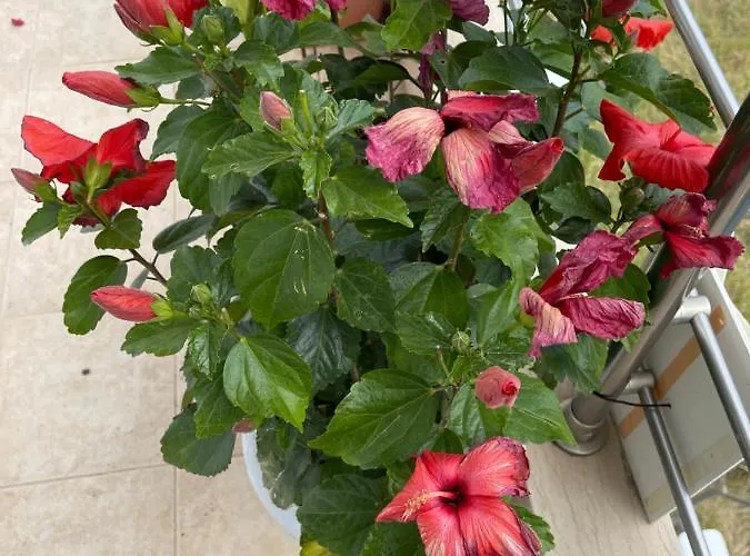 Red Hibiscus Stegna
