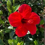 Red Hibiscus Stegna