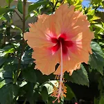 Red Hibiscus Stegna منزل ريفي