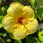 Red Hibiscus Stegna منزل ريفي *