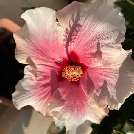 Red Hibiscus Stegna * Архангелос