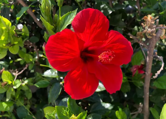 Red Hibiscus Stegna