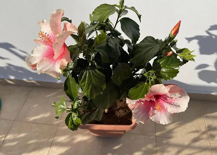 Red Hibiscus Stegna