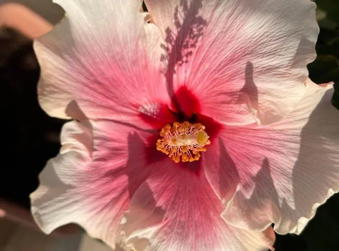 Red Hibiscus Stegna * Archangelos (Rhodes)